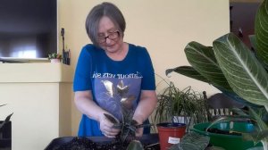 Сансевиерии как отделить детки быстро и без проблем.