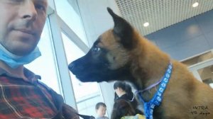 Our New Malinois puppy. Выбор щенка малинуа, чипирование, перелет и знакомство с новым домом.
