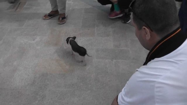 Китай,о Хайнань, бухта Дадунхай,прогулга на пляже, китайская свинка! смотреть онлайн