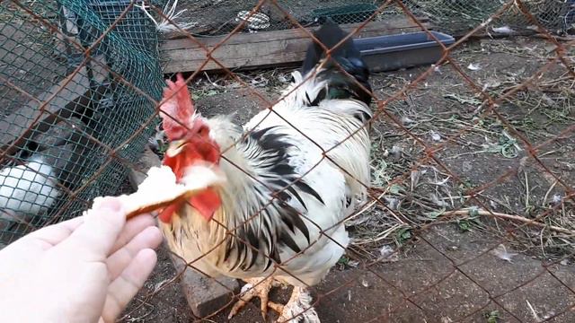 Покормил петуха хлебом смотреть онлайн