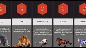 Сравнение: IQ