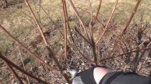 Гортензия метельчатая -  обрезка весной. Когда? Зачем? Как?