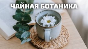 #036. Чайный Глобус || Виктор Колодков