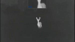 Олень. Часть 1..охота с тепловизором