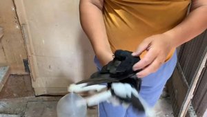 Голуби Николаевской Породы. Харьков . Хролы.