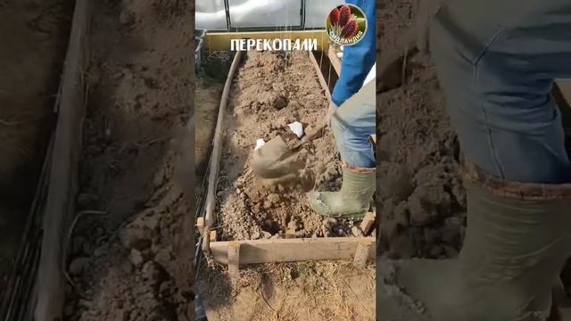 Парник * Seedlandia.ru - семена и саженцы сосна веймутова кедровый стланик кедры пихты секвои баоба смотреть онлайн