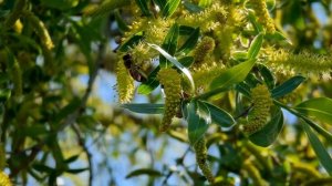 С МИКРОДЖИГОМ на реке. Ловля окуня и мирной рыбы.