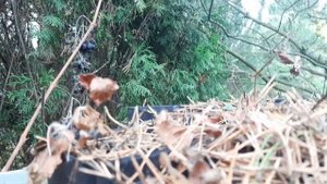 КНЯЖЕНИКА ягода САДОВАЯ- ПОЛЕНИКА СОРТ ПИМА ОПИСАНИЕ САЖЕНЦА В ПИТОМНИКЕ КНЯЖЕНИКИ, ПОДМОСКОВЬЕ.