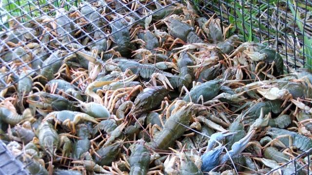 Разведение раков. Идея малого бизнеса 2018 смотреть онлайн