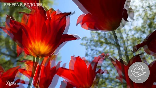 Венера в Водолее ♒ в натальной карте/Внутреннее бунтуют против правил и традиций, даже в отношениях смотреть онлайн