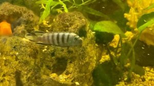 Красавец псевдотрофеус элонгатус