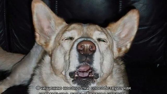 Обратное чихание у собак: причины синдрома смотреть онлайн