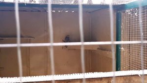 Питомник хищных птиц заповедника «Галичья гора»