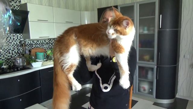 Взвешивание котенка мейн - кун Volga Pride ROLEX смотреть онлайн