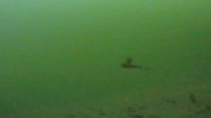 Как работает силиконовая приманка Polaris  подо льдом