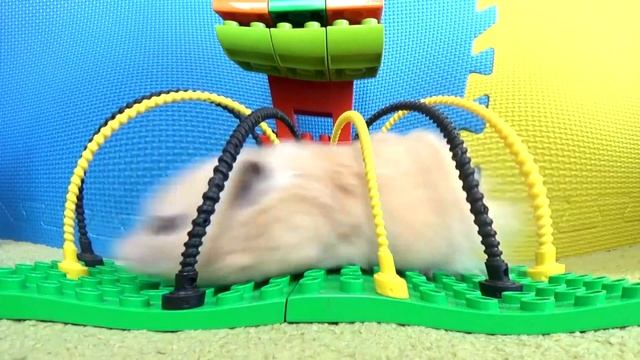 ? Классный лабиринт с хомяком в Minecraft с Lego для домашних животных смотреть онлайн