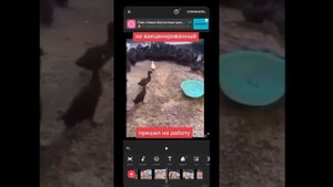 Как с помощью приложения InShot вырезать видео по нужному размеру