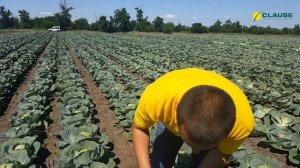 Опыт выращивания белокочанной капусты Сир F1 в Николаевской области