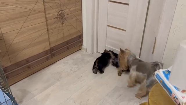 #йоркширский_терьер