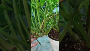 сингониум конфетти