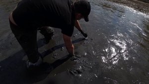 Ловлю вьюнов в иле руками.Салат с вьюнов. Зарыбляю пруды.