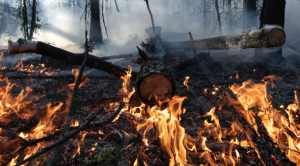 В Якутии горит более 80 тысяч гектаров леса