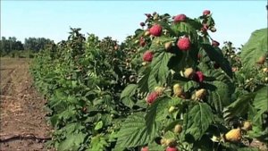 КАК ОМОЛОДИТЬ СТАРЫЙ МАЛИННИК