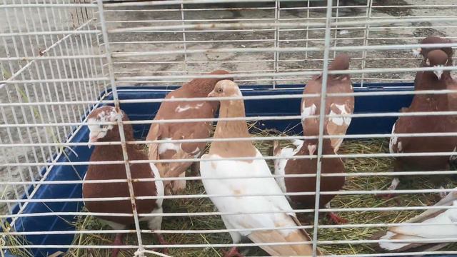 голубиный рынок г Волгодонск смотреть онлайн