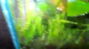 Палюдариум - Тепличка для аквариумных растений.