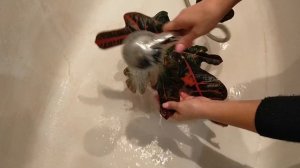 Мучнистый червец. Эффективные методы борьбы