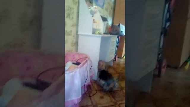 Хатико смотреть онлайн