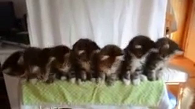 Полная синхронизация смотреть онлайн