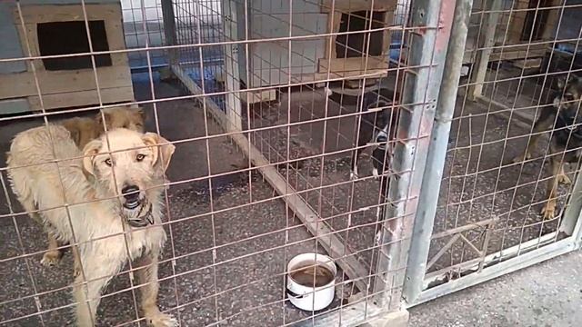 Приют для бездомных животных Бездомные собаки щенки ПОМОЩЬ БЕЗДОМНЫМ ЖИВОТНЫМ Звук собаки Лай собак