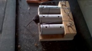 Мышеловка из пластиковой трубы в действии
