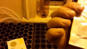 Огурец на рассаду. Высаживаем семена огурца "КИБРИЯ" 15.02.21г.