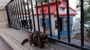 Жизнь уличных кошек на Мальте - Вот это жизнь!