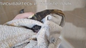 КАК ПРАВИЛЬНО МЫТЬ ХОМЯКА В ВОДЕ