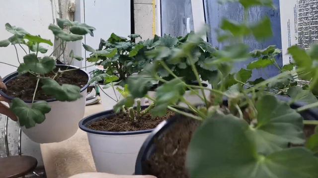 Кормление обрезаных кустиков пеларгонии(как делаю это я😜🙄😜) смотреть онлайн