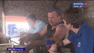 На ферме в Камышинском районе родились телята-тройняшки