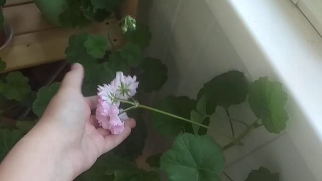 Пеларгония Achievement, иви-гибрид. смотреть онлайн