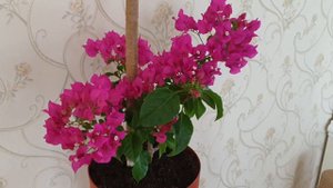 🌺🌺🌺Цветение бугенвилии в марте.
