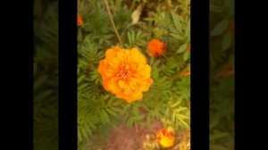 Прекрасно! Прелестно! Лето , цветы и мелодия..mp4