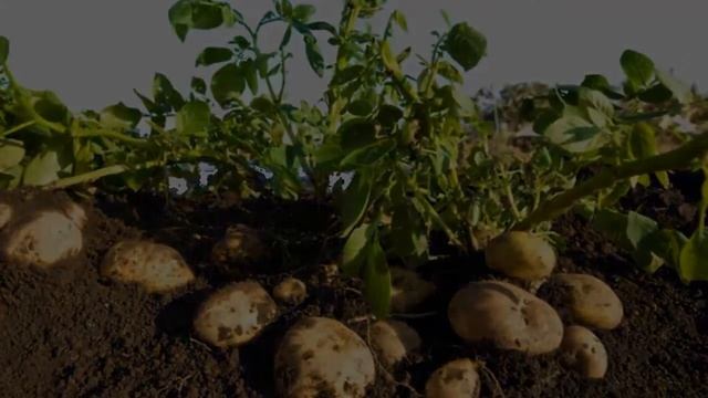 Сорт Картофеля Королева Анна Фото