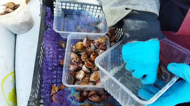 Чеснок Любаша, посадка. Тестируем эффект применения супермикоризы от ООО "Биохайтек". смотреть онлайн