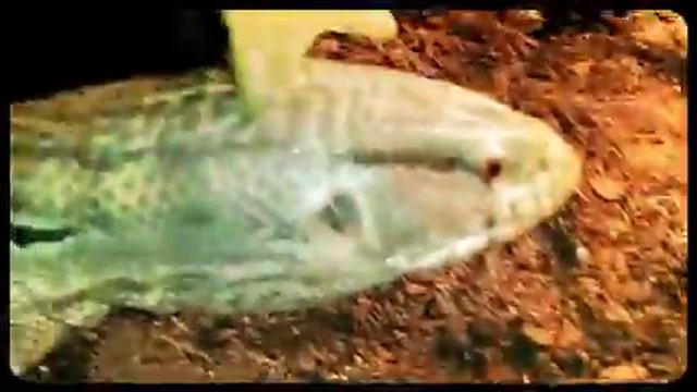 A Trusting Monitor Lizard смотреть онлайн