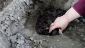 ВЫСАДКА СПАРЖИ  В ГРУНТ