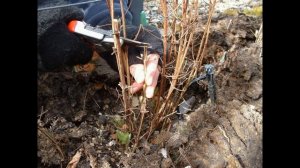 Подготовка клематиса к зиме