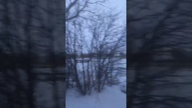 #жизнь #животных #zoom #video