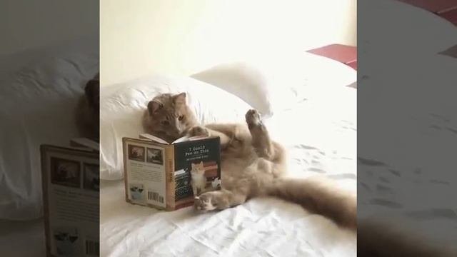 книжная философия