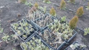 ХРИЗАНТЕМА В ДЕКАБРЕ//ДОРАБОТКА ПАРНИКА//УКОРЕНЕННЫЕ ЧЕРЕНКИ